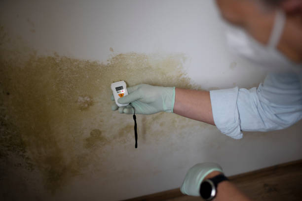 Best Mold Remediation for Schools in Hart, MI