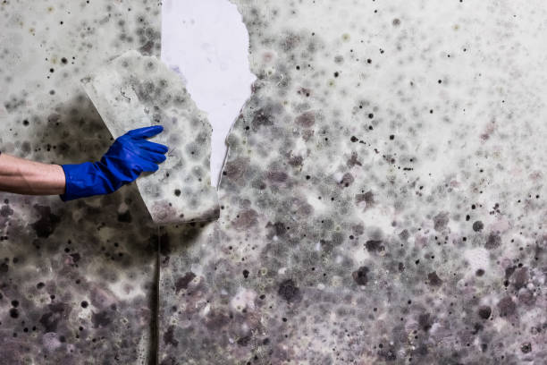 Best Basement Mold Remediation in Hart, MI
